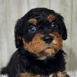 Bernedoodles and Goldendoodles from Austin Doodles & Poodles