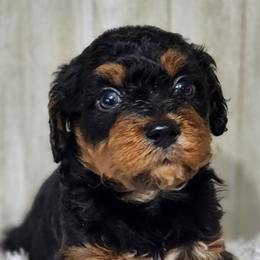 Bernedoodles and Goldendoodles from Austin Doodles & Poodles