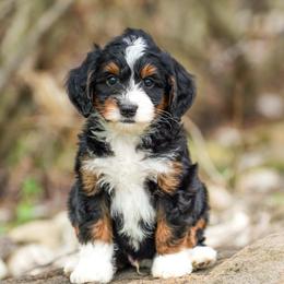 Caiman - Tri-color male Bernedoodle puppy in Dundee, Ohio from Down Home Doodle