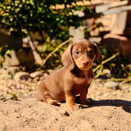 Osito (Tyson - reserved) - Chocolate and tan male Dachshund puppy in Surprise, Arizona from Molina Family Farms