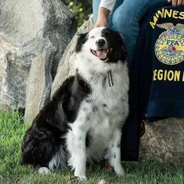 Nova - Australian Shepherd