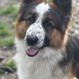 Phantom - German Shepherd