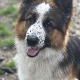 Phantom - German Shepherd