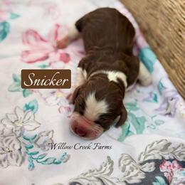 Snicker - Liver white and roan female English Springer Spaniel puppy in Uvalda, Georgia from Willow Creek Farms