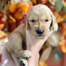 Pink girl - Golden female Golden Retriever puppy in Sandy, Utah from North Star Goldens