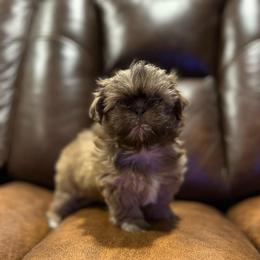 Moana - Liver and white female Shih Tzu puppy in Lakeland, Florida from The Townsend Tzu
