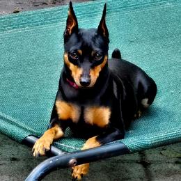 Grace - Miniature Pinscher