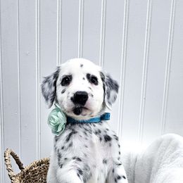 Millennium Falcon - White and black female Dalmatian puppy in Gray, Georgia from Fuller Spots