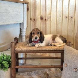 AKC Meet Jasper :) - Piebald male Dachshund puppy in Centerville, Iowa from Barnyard Dachshunds, Dals & Doodles