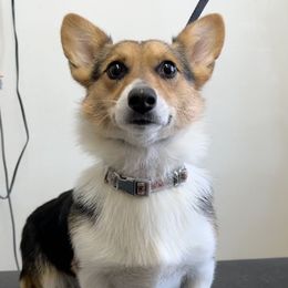 Molly - Pembroke Welsh Corgi