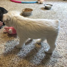 Miniature Schnauzer and Poodle Puppies from Bits & Bytes Farm