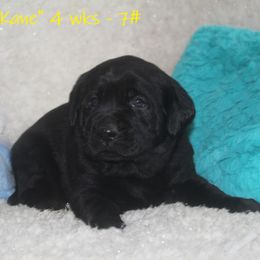 Dilute Retriever and Labrador Retriever Puppies from Rainy Lake Labrador Retrievers