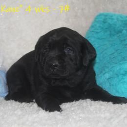 Dilute Retriever and Labrador Retriever Puppies from Rainy Lake Labrador Retrievers