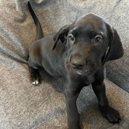 Great Danes from Wilder Mountain Danes