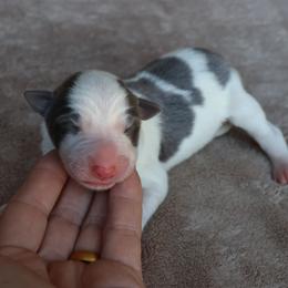 Jasper - Slate male Border Collie puppy in Courtland, Alabama from C Bar C Ranch Border Collies
