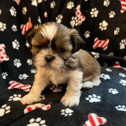 Shih Tzus from Golden Shoez Kennel
