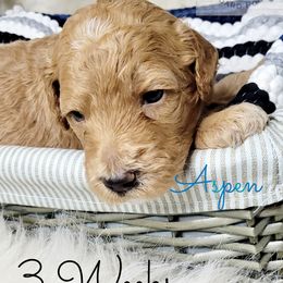 Poodle Puppies from Serene Arenas' Standard Poodles