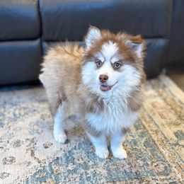 Luna - Red and white female Pomsky puppy in Lewiston, Minnesota from Family Pomsky