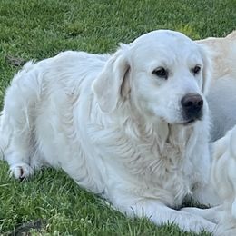 Charlotte - Golden Retriever