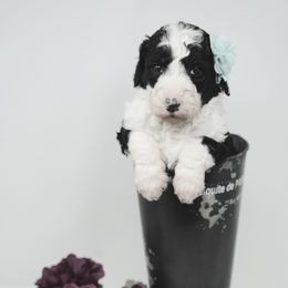 Sheepadoodle Puppies from The Farms Precious Doodles