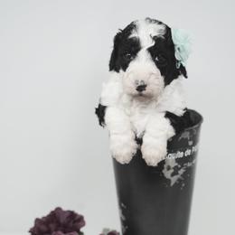 Sheepadoodle Puppies from The Farms Precious Doodles