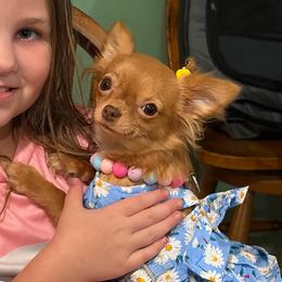 Butter - Chihuahua