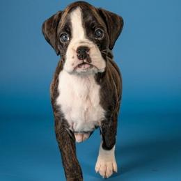 Zelda - Brindle female Boxer puppy in Mountain Home, Idaho from LJK Boxers & Toy Aussies