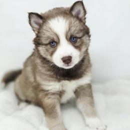 Zora SALE 3300 - Chocolate female Pomsky puppy in Christiana, Tennessee from Smoky Mountain Pomskies