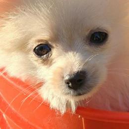 Susie - Cream female Pomeranian puppy in San Diego, California from Socalpoms