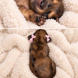 Dolly Parton - Dapple female Dachshund puppy in San Tan Valley, Arizona from Short Stack Miniature Dachshunds