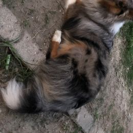 Shetland Sheepdogs from Dreamer’s Shelties