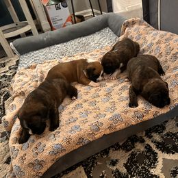 Boxer Puppies from Pawsitively Amazing Boxers LLC
