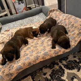 Boxer Puppies from Pawsitively Amazing Boxers LLC