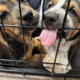 Basset Hound Puppies from Blessed Bassets