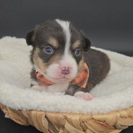 Snickerdoodle(1600) - Black and tan male Pembroke Welsh Corgi puppy in Dickeyville, Wisconsin from J&R Shepherds & Corgis