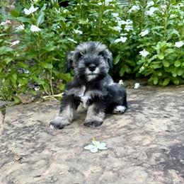 Honey Bunny - Salt and pepper female Miniature Schnauzer puppy in Monticello, Mississippi from LeBoeuf's Miniature Schnauzers