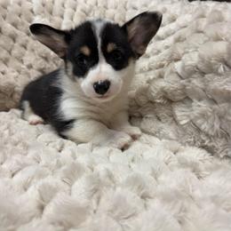 Tulip - Black and tan female Pembroke Welsh Corgi puppy in Anderson, South Carolina from Powell's Corgis