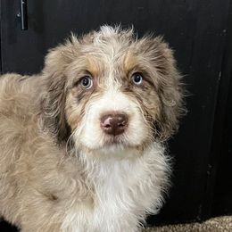 Jovi - Red merle Aussiedoodle puppy in Ephraim, Utah from Jojo the Sanpete Aussie