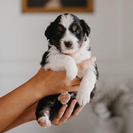 Girl 5 - female Australian Shepherd puppy in Bertram, Texas from Sky to Haven Aussies