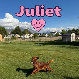 Juliet - Irish Setter