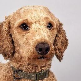 Goldendoodle All Grown Up from Seattle Sweet Goldendoodles