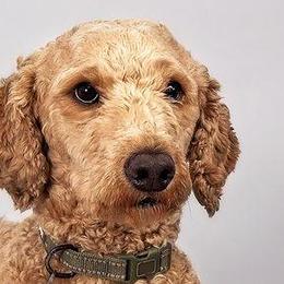 Goldendoodle All Grown Up from Seattle Sweet Goldendoodles