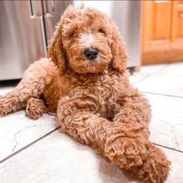 Australian Labradoodle and Double Doodle Puppies from Love Me Pooch