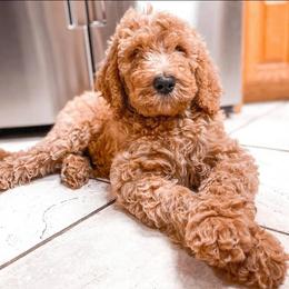 Australian Labradoodle and Double Doodle Puppies from Love Me Pooch