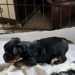 Yorkshire Terrier Puppies from Middle Tennessee Teacup Yorkie puppies