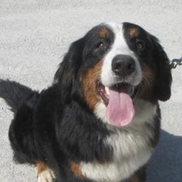 Bernese Mountain Dogs from Brandywine Farms Bernese Mountain Dogs