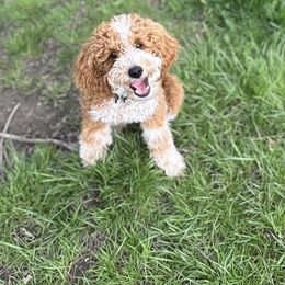Aussiedoodle All Grown Up from Iron Doodles