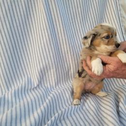 Miniature Australian Shepherd Puppies from Rutland Aussies