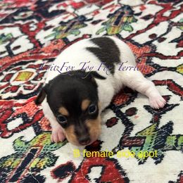 Side spot - White black and tan female Toy Fox Terrier puppy in Wayne, Oklahoma from FritzFox Toy Fox Terriers