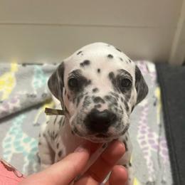 Baby Ruth - White and black female Dalmatian puppy in Austin, Texas from Dazzling Dalz